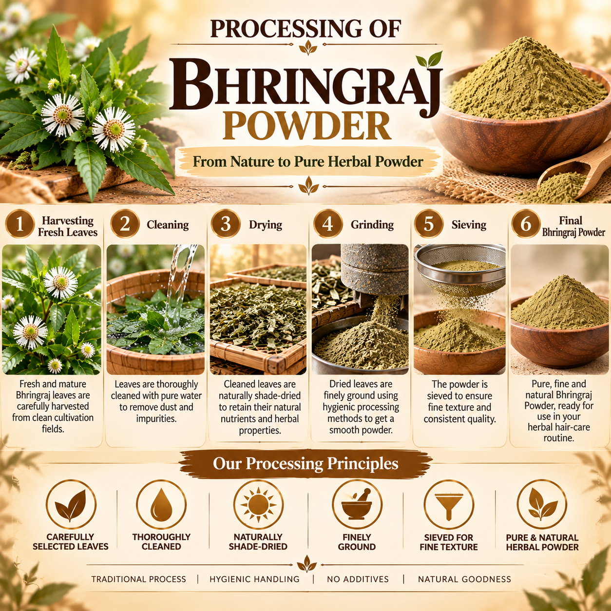 Bhringraj Powder processing steps from fresh leaves to finely ground herbal powder