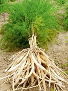 8 amazing benefits of shatavari
