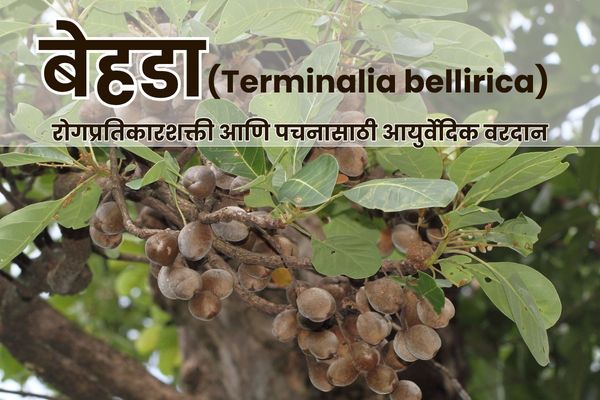 बेहडा पावडर – आयुर्वेदिक औषध पचन आणि रोगप्रतिकारासाठी