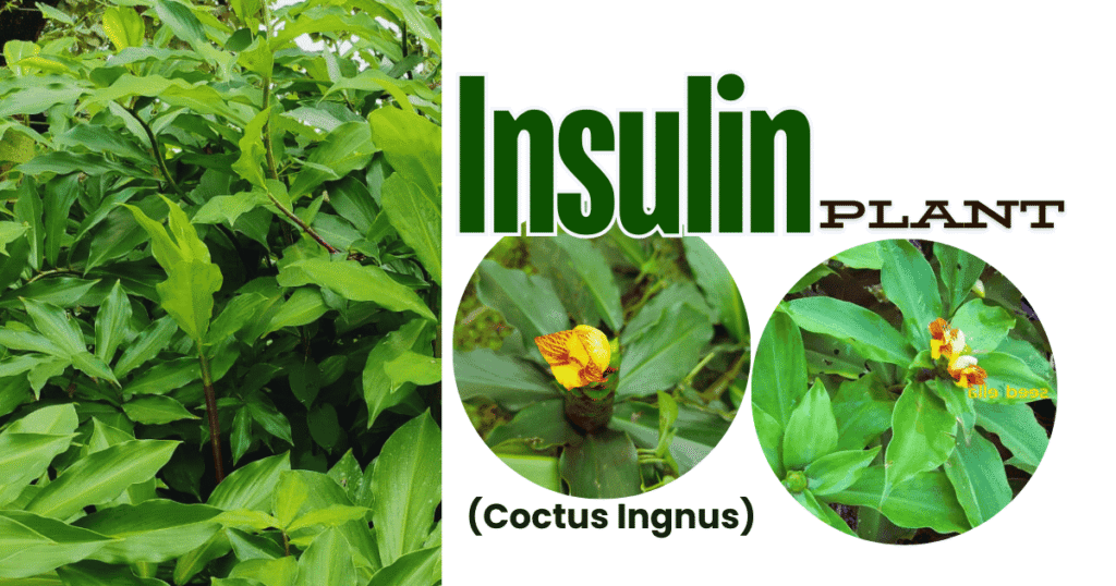 “insulin plant powder uses and benefits by vaishwik prakruti for natural blood sugar support”