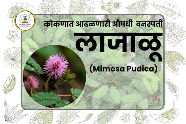 कोकणातील लाजाळू (Mimosa Pudica) गुलाबी फुलांसह औषधी वनस्पती