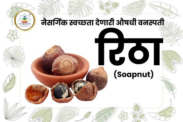 रीठा (Reetha / Soapnut) सुकलेल्या फळांसह औषधी वनस्पती