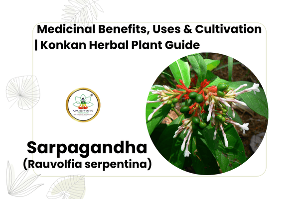 "Sarpagandha medicinal plant with roots and leaves – Rauvolfia serpentina from the Konkan region"