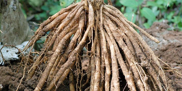shatavari getting to know your herbal allies