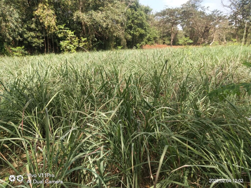 Vetiver Farming in Konkan Region – Vaishwik Prakruti