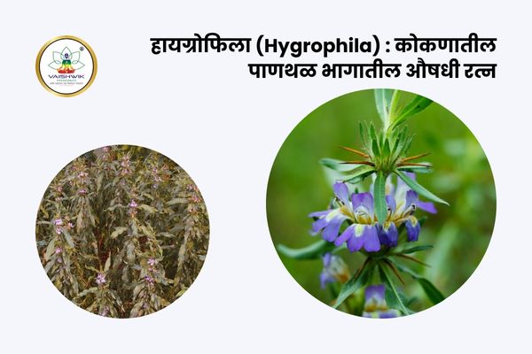 Hygrophila flower plant in Sindhudurg Konkan region हायग्रोफिला औषधी वनस्पती जांभळी फुले