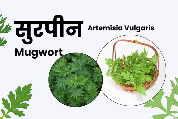 mugwort