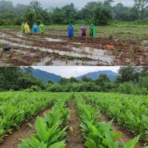 Organic medicinal plant cultivation by Vaishwik Prakruti farmers