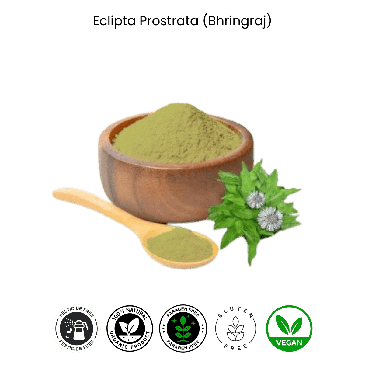 eclipta prostrata bhringraj eclipta prostrata bhringraj